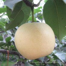 Venda quente de boa qualidade Fresh Golden Pear / Crown Pear